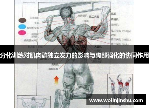 分化训练对肌肉群独立发力的影响与胸部强化的协同作用