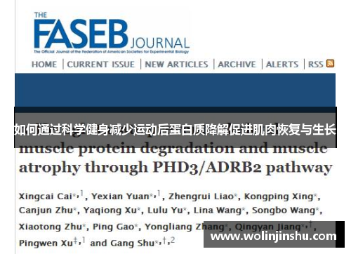 如何通过科学健身减少运动后蛋白质降解促进肌肉恢复与生长